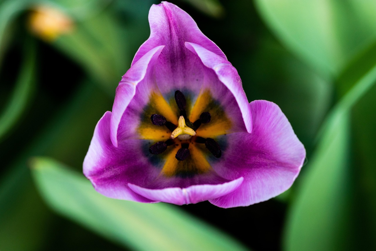 Tulip Flower Spring Free photo on Pixabay Pixabay