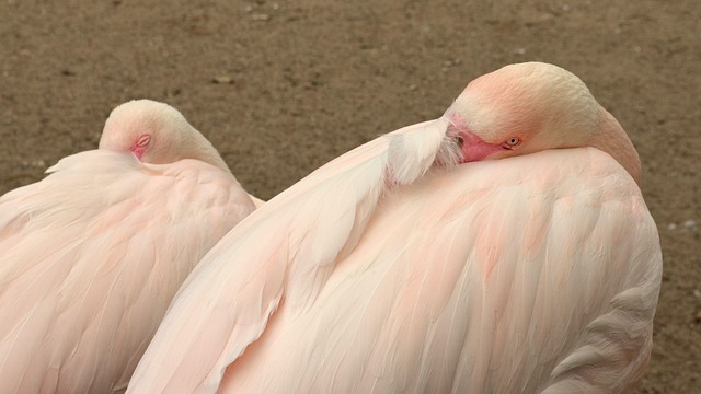 Flamingoer, Fugle, Zoo, Dyr, Dyreliv