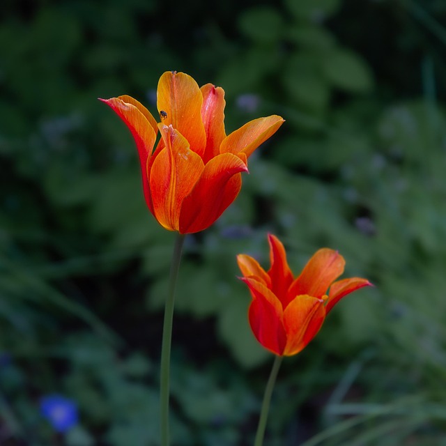 Blomster, Orange Blomster, Tulipaner