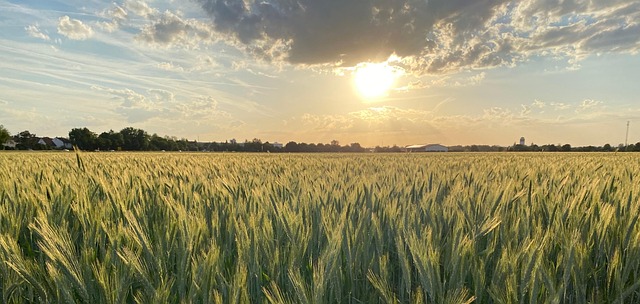 Free Field Sunset photo and picture
