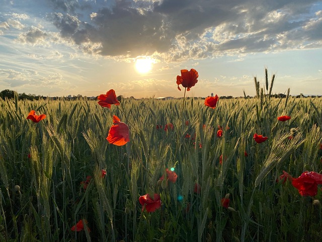 Free Poppy Nature photo and picture