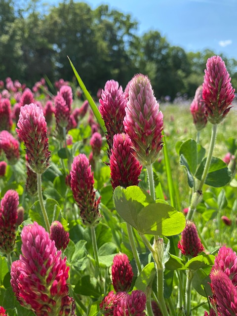 Free Plant Clover photo and picture