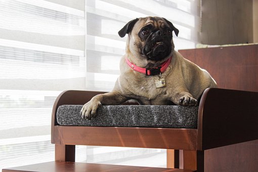 Free Dog Pug photo and picture