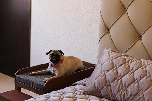 Free Dog Pug photo and picture