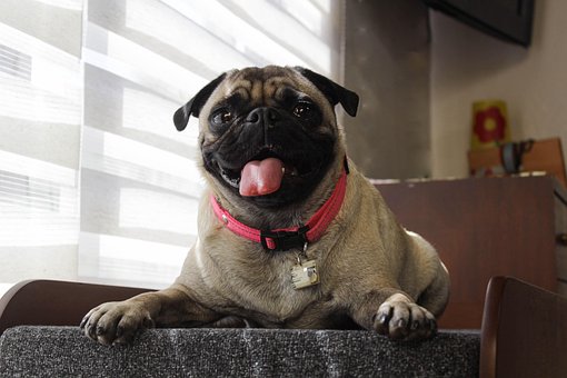 Free Animal Pug photo and picture