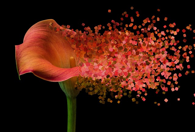 Free flower bloom art illustration