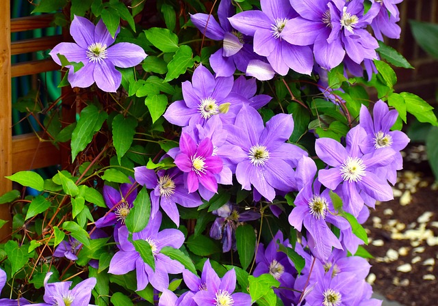Free Flowers Clematis photo and picture