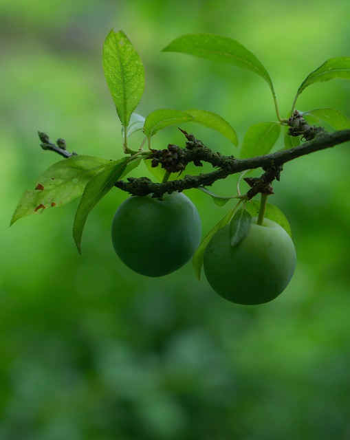 Free Nature Fruit photo and picture
