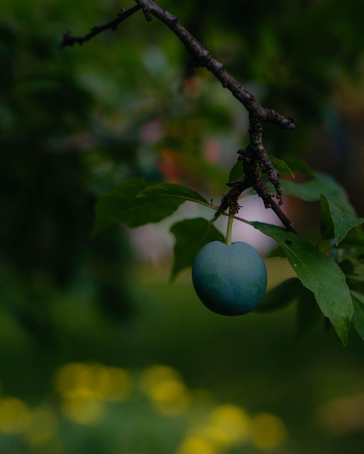 Free Fruit Nature photo and picture