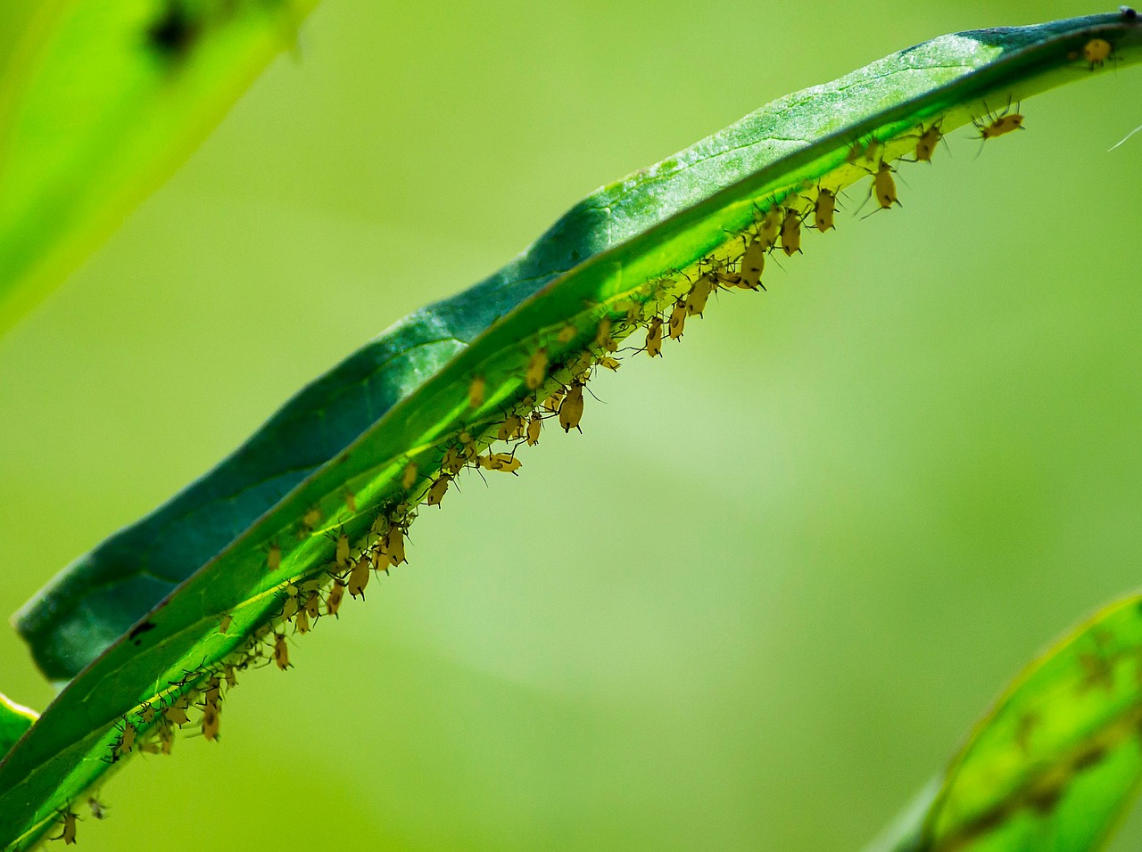 Insecte Vert Faune - Photo gratuite sur Pixabay - Pixabay