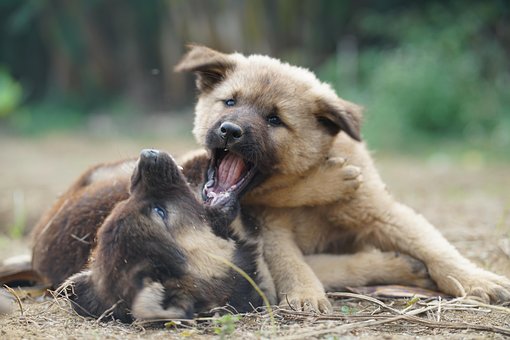 Câine, Juca, Canin, Animal De Companie