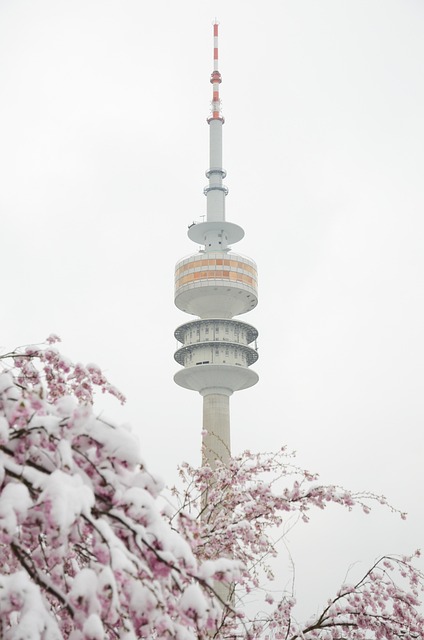 Free Snow Sakura photo and picture