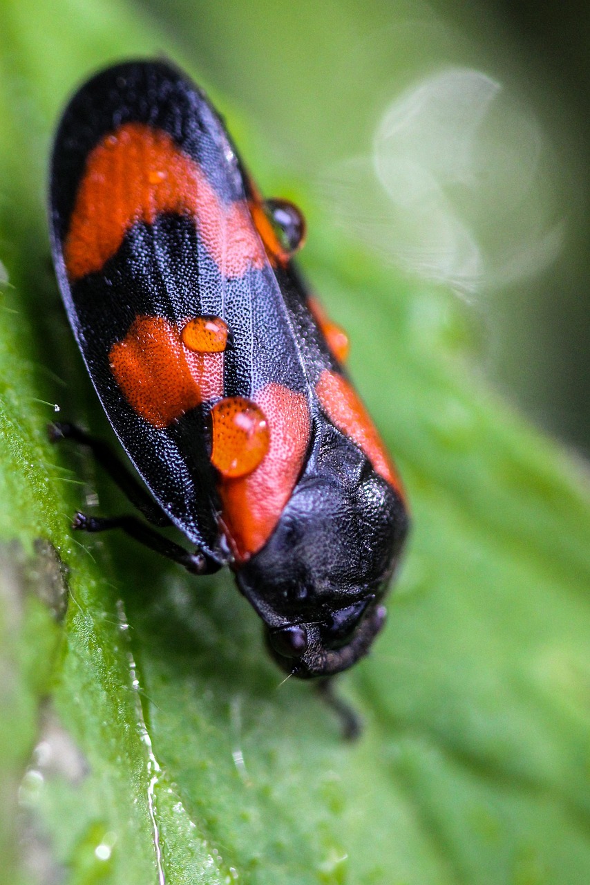 https://cdn.pixabay.com/photo/2022/05/28/09/57/blutzikade-7226930_1280.jpg