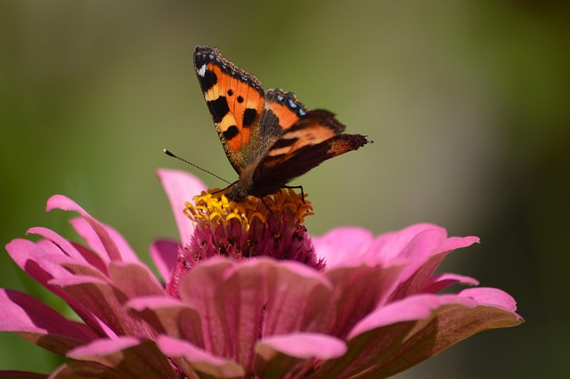 Free Butterfly Beautiful Flowers photo and picture