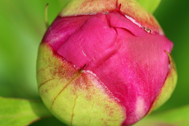 Pfingstrose, Blume, Rose