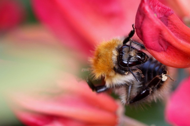 Hummel, Biene, Schöne Blumen