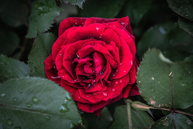 Free Flower Rose photo and picture