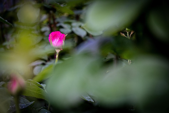 Free Rose Beautiful Flowers photo and picture