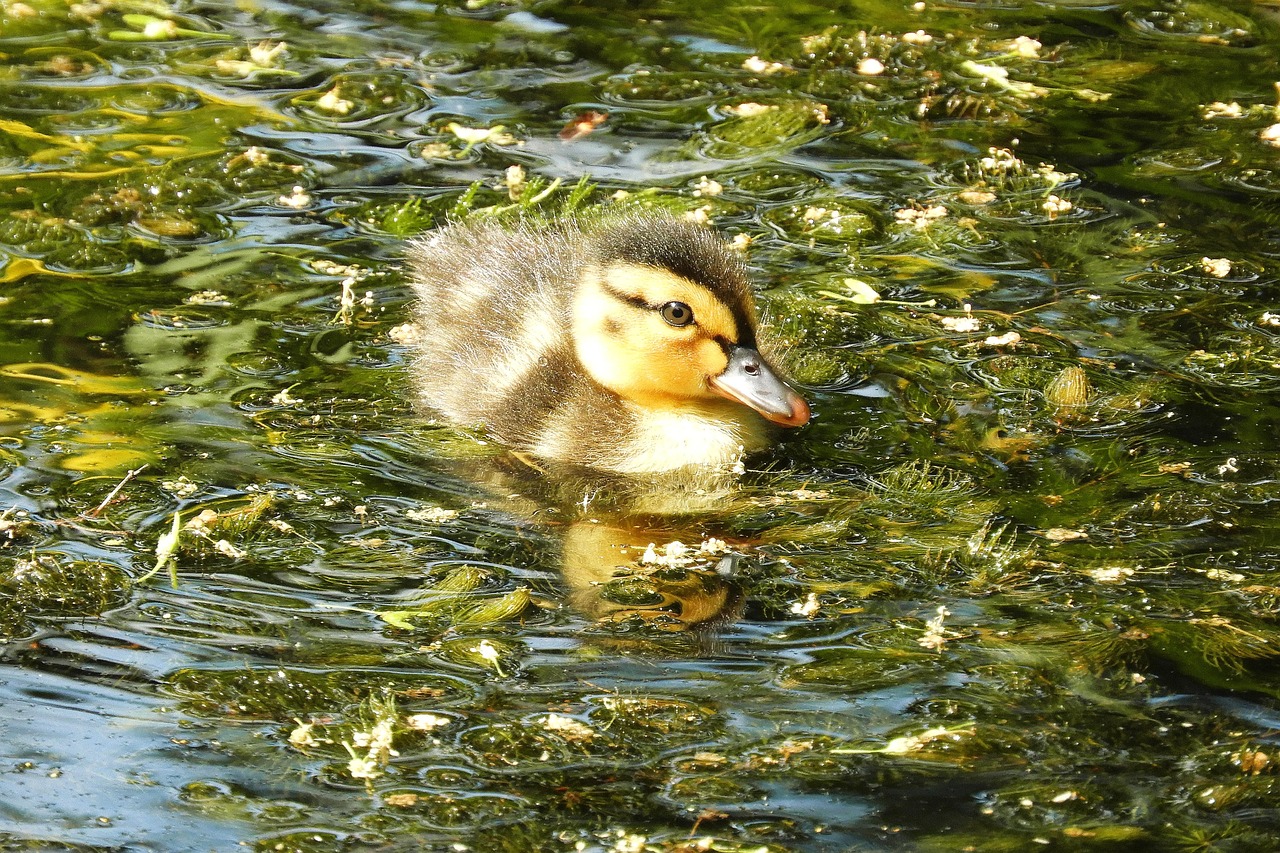 Duckling Duck Bird Free photo on Pixabay Pixabay