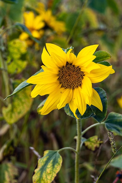 Girasol, Flor, Planta, Pétalos, Bloom