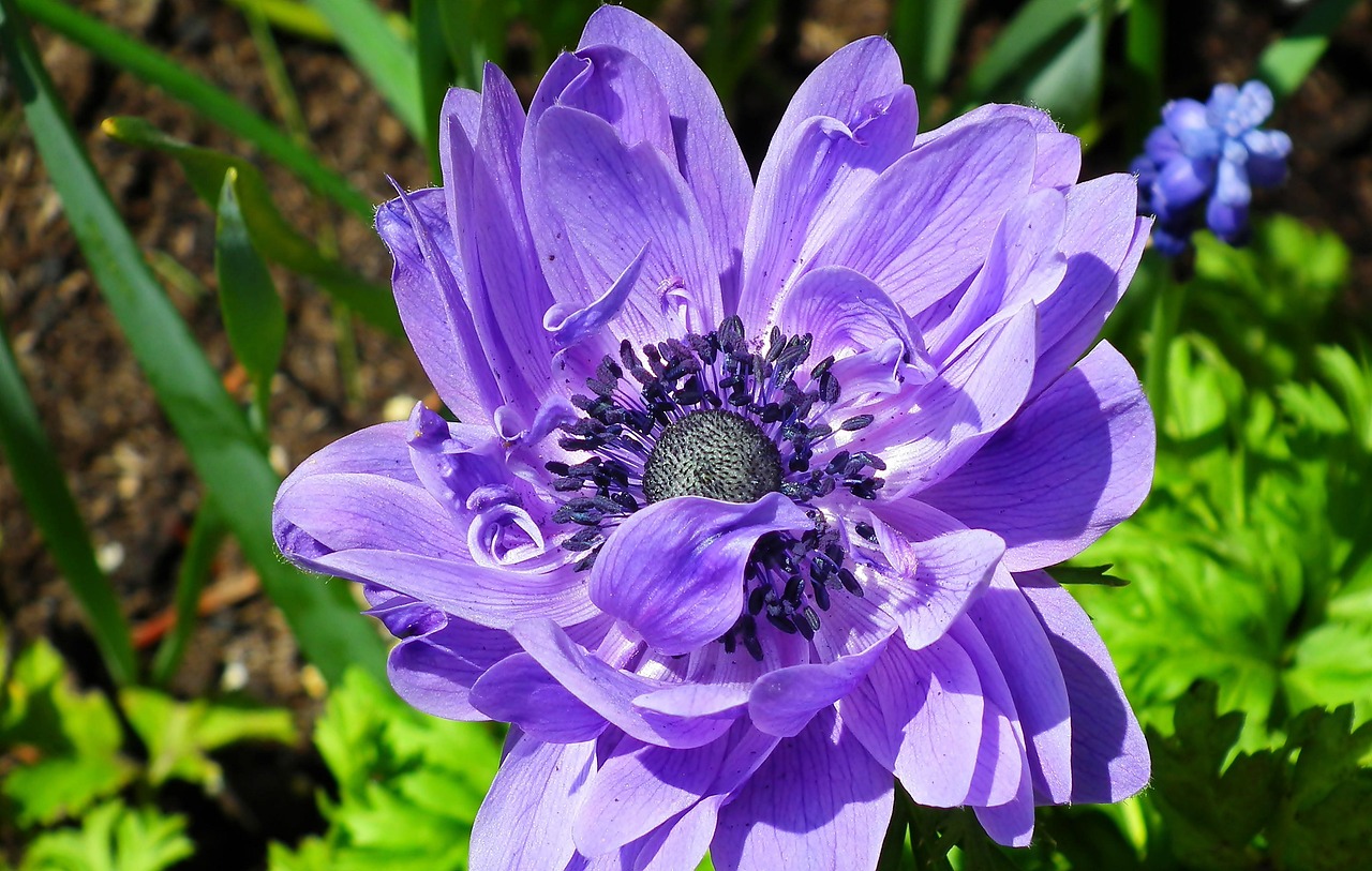 https://cdn.pixabay.com/photo/2022/05/28/14/18/flower-7227403_1280.jpg