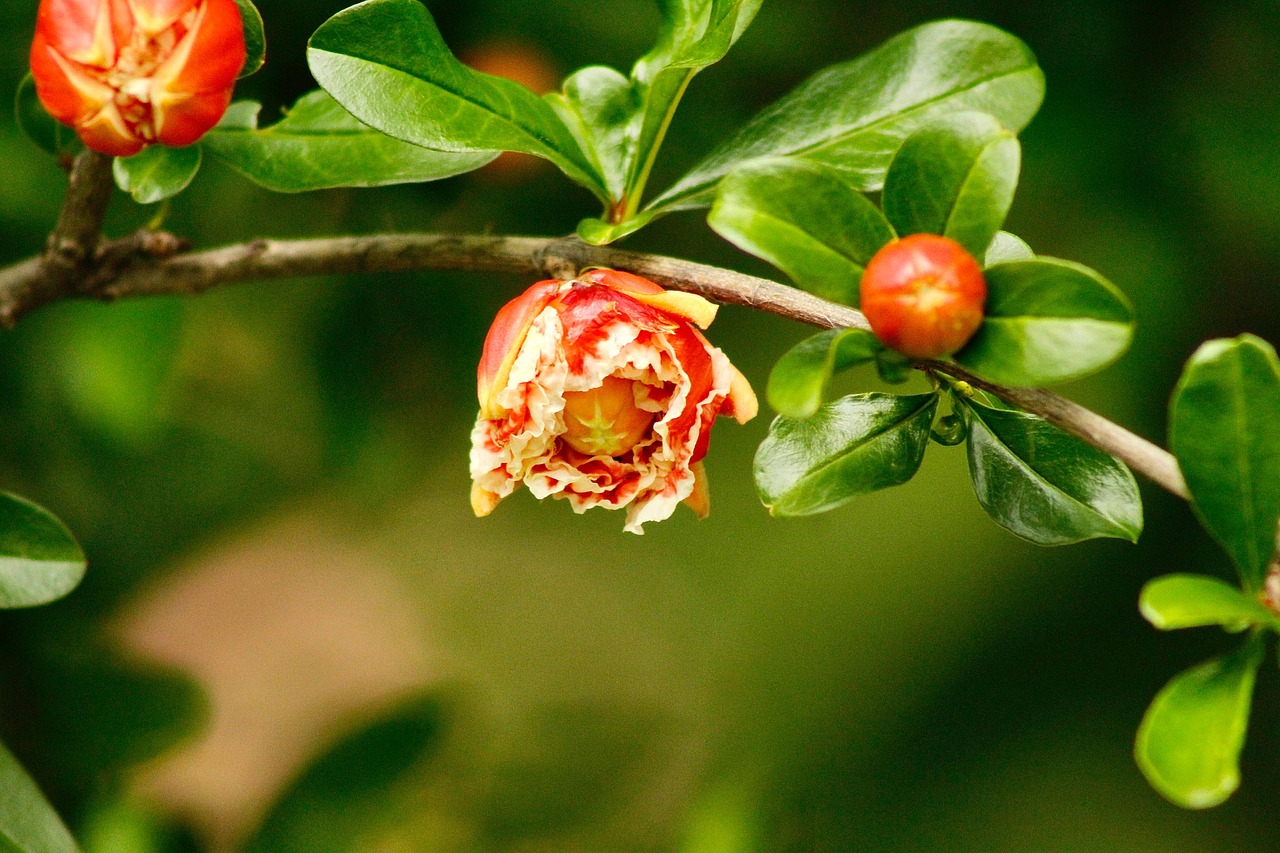 Azalea Flower Plant - Free photo on Pixabay - Pixabay