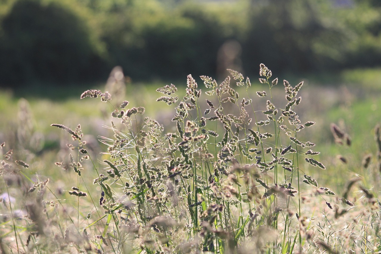 草 植物群 自然 - Pixabay上的免费照片 - Pixabay