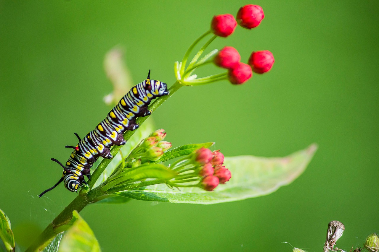https://cdn.pixabay.com/photo/2022/05/28/16/13/caterpillar-7227613_1280.jpg