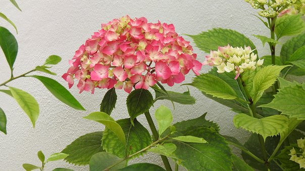 Free Flower Pink photo and picture