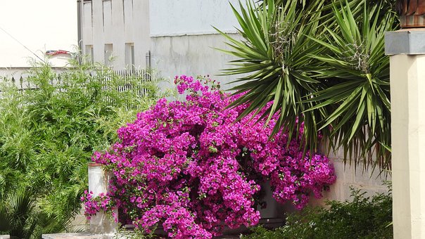 Free Garden Flowers photo and picture