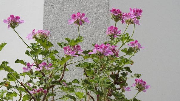 Free Geranium Pink photo and picture