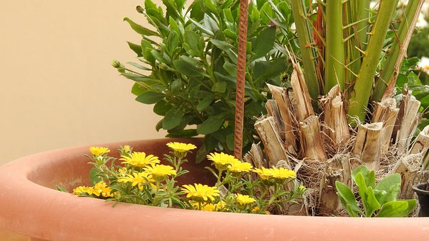 Free Plant Spring photo and picture