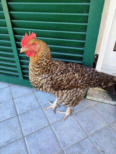 Free Hen Animal photo and picture