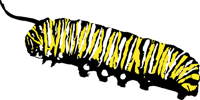 Free monarch chrysalis caterpilliar insect nature illustration