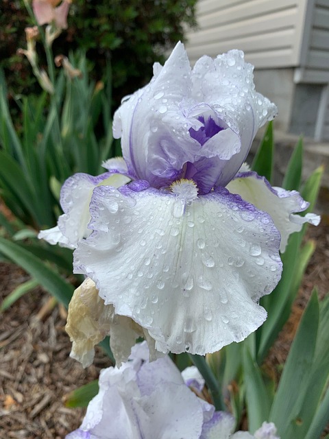 Free Iris White Iris photo and picture