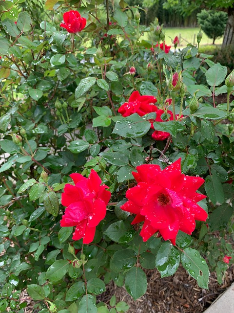 Free Rose Red Roses photo and picture