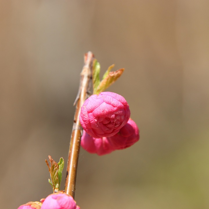 Peach Flower Buds Branch Free photo on Pixabay Pixabay