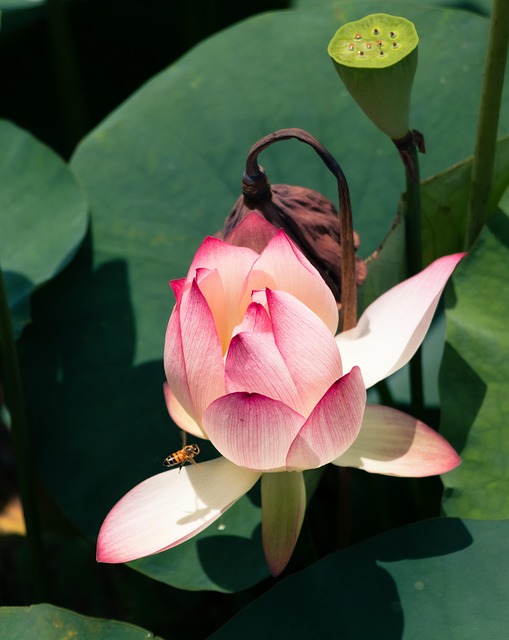 Lotus, Bloem, Roze Bloem, Waterlelie