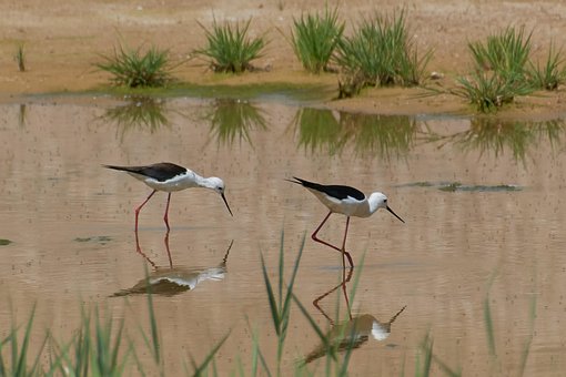 Stelzen, Fluss, Vögel, Natur, See, Vogel