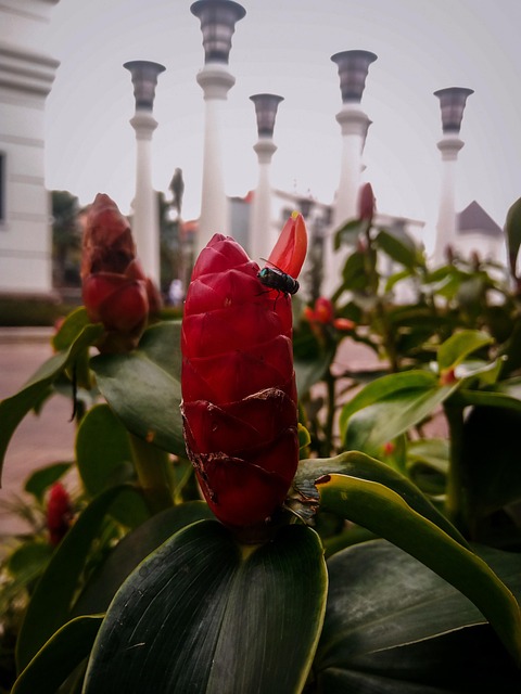 Free Creature Flower photo and picture