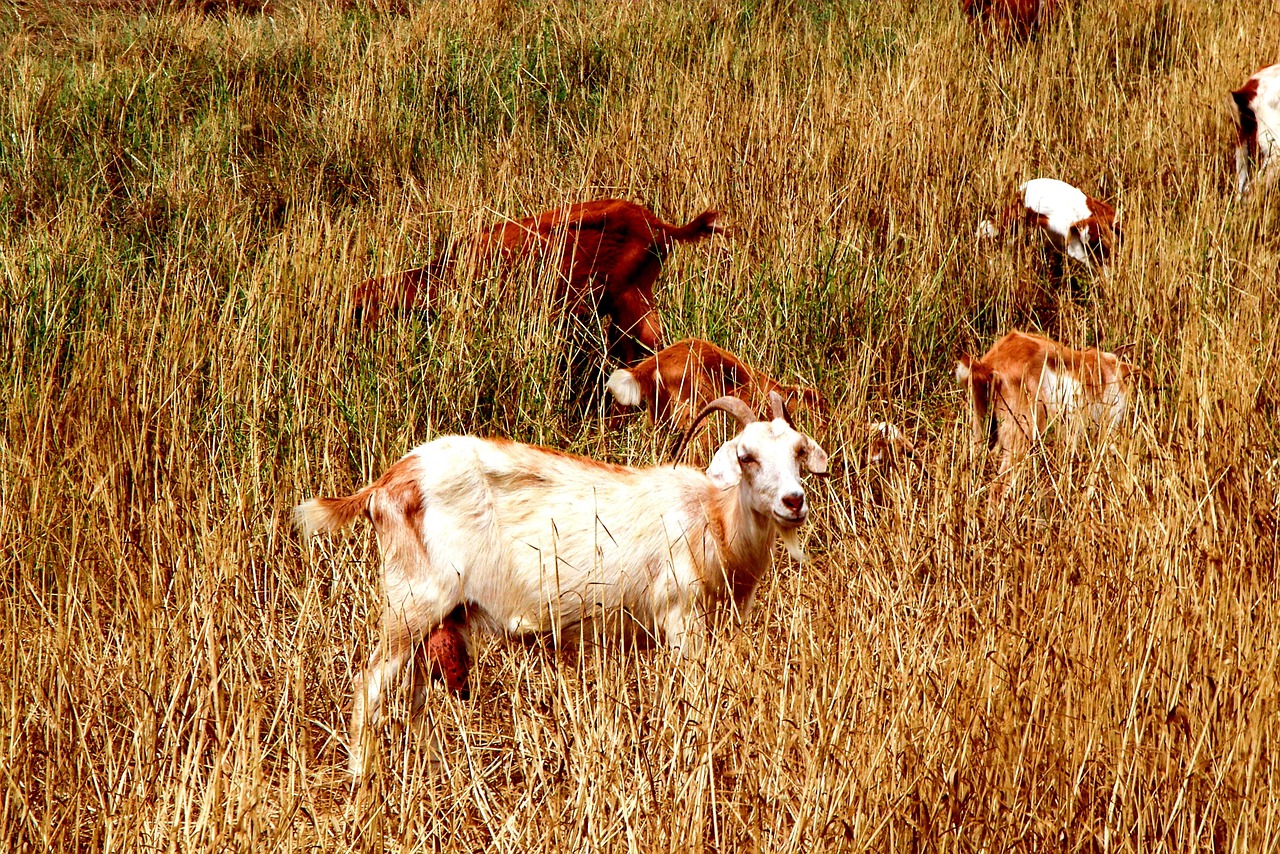 Chèvre Troupeau De Chèvres Gazon - Photo gratuite sur Pixabay - Pixabay
