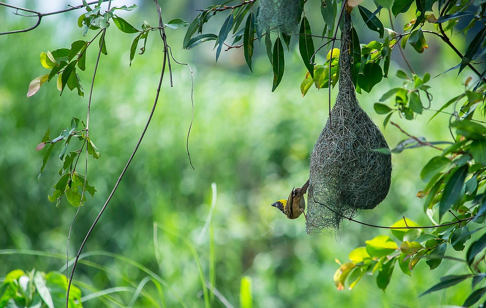 Baya Weaver Bird Weaverbird Free photo on Pixabay Pixabay