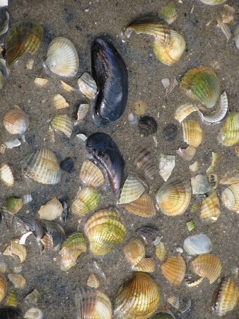Mäkkýše, Severné More, Carolinensiel