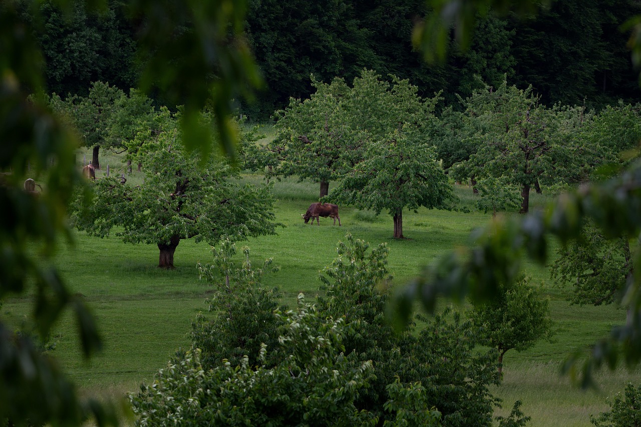 Cow Pasture - free online jigsaw puzzle photo