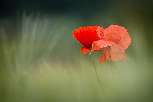 Blomst, Valmuer, Vår, Sesongmessige