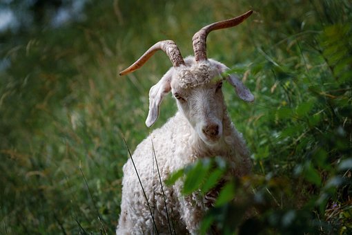 Dyr, Bilgeit, Natur, Pattedyr, Horn