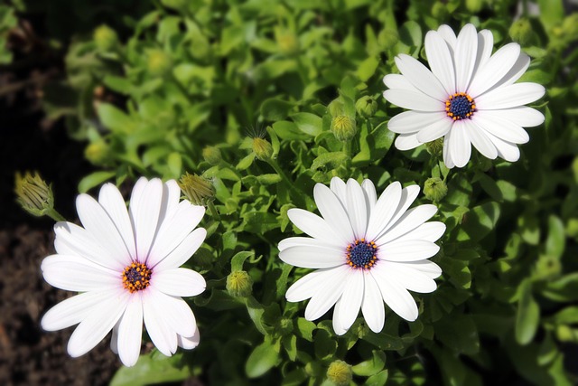 Free Flowers Flower Wallpaper photo and picture