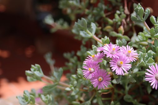 Free Lilac Pink Flowers photo and picture