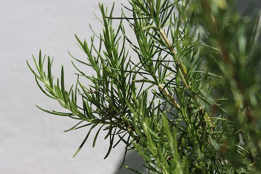 Free Plant Rosemary photo and picture