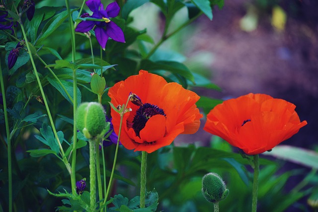 Fleurs Coquelicots Jardin - Photo gratuite sur Pixabay - Pixabay